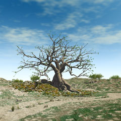 Fig Tree 2