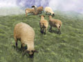 Sheep 2