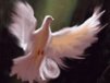 Church Banner of Dove 3