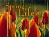 Church Banner of Spring Into Life 2
